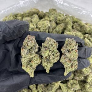 Black Gorilla - Bulk 1 Pound - Indica