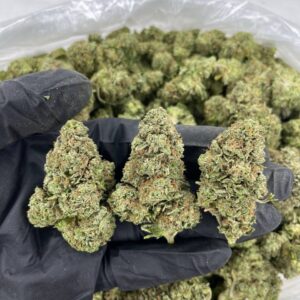 Russian Cream - Bulk 1 Pound - Indica