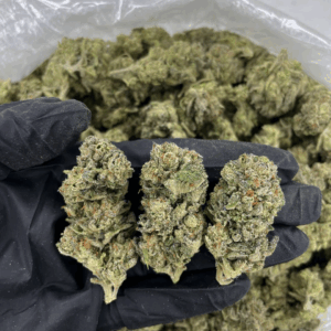 Candy Gas cannabis buds with frosty trichomes and vibrant hues — premium hybrid strain featuring sweet candy and diesel aroma, available for nationwide cannabis shipping across the United States.