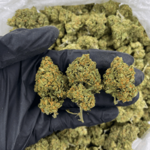 Cherry Pie cannabis buds with orange hairs and frosty trichomes — premium hybrid strain featuring sweet cherry aroma, available for nationwide cannabis shipping across the United States.