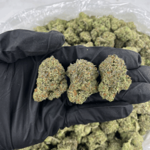 Gelato Kings cannabis buds with purple tones and frosty trichomes — premium hybrid strain featuring sweet creamy aroma, available for nationwide cannabis shipping across the United States.