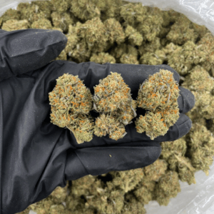 Lava Cake cannabis buds coated in frosty trichomes with purple hues — premium indica-dominant hybrid featuring chocolate and mint aroma, available for nationwide cannabis shipping across the United States.