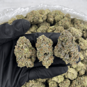 Pearl Jam cannabis buds with frosty trichomes and citrus-pine aroma — premium sativa-dominant hybrid available for nationwide cannabis shipping across the United States.