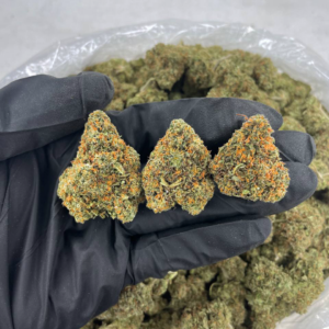 Tangerine Skunk cannabis buds with bright orange hairs and citrus aroma — premium sativa-dominant hybrid available for nationwide cannabis shipping across the United States.