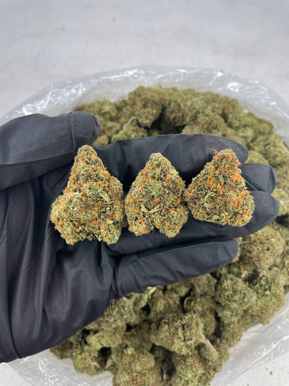 Tangerine Skunk Strain – Sativa Hybrid for Nationwide Cannabis Shipping USA Tangerine Skunk cannabis buds with bright orange hairs and citrus aroma — premium sativa-dominant hybrid available for nationwide cannabis shipping across the United States.